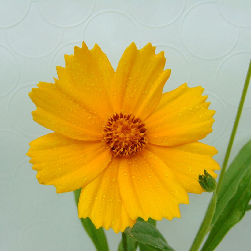 Coreopsis lanceolata Sterntaler (Flowering)