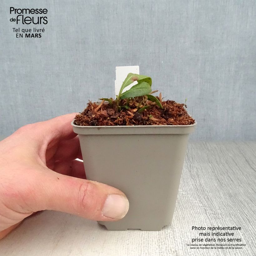 Coreopsis lanceolata Walter 8/9 cm pot sample as delivered in spring