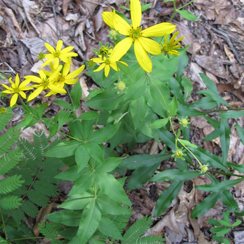 Coreopsis grandiflora - Tickseed (Plant habit)