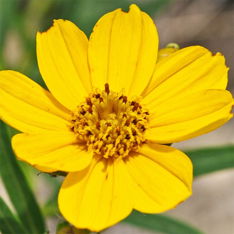Coreopsis palmata (Flowering)