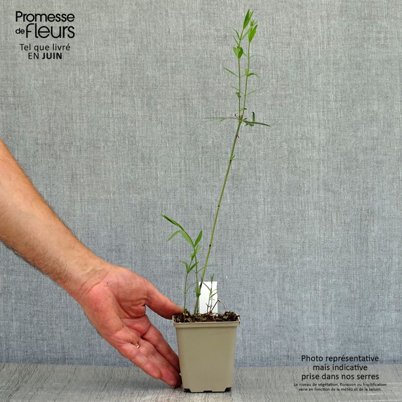 Coreopsis palmata Godet de 8/9 cm sample as delivered in summer