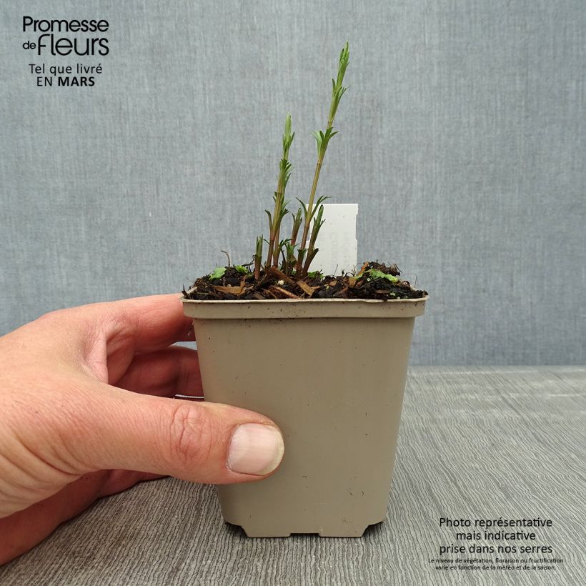 Coreopsis palmata 8/9 cm pot sample as delivered in spring