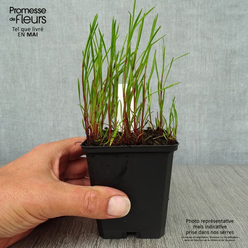 Coreopsis rosea American Dream 8/9 cm pot sample as delivered in spring