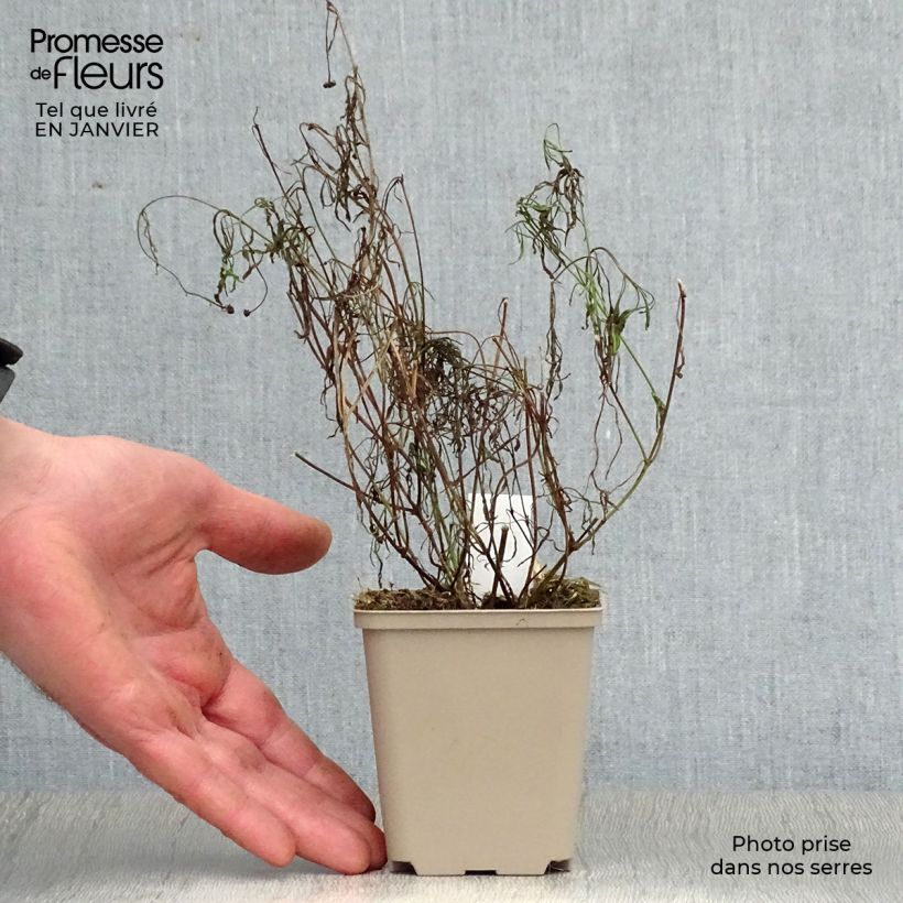 Coreopsis rosea Sweet Dreams 8/9 cm pot sample as delivered in winter