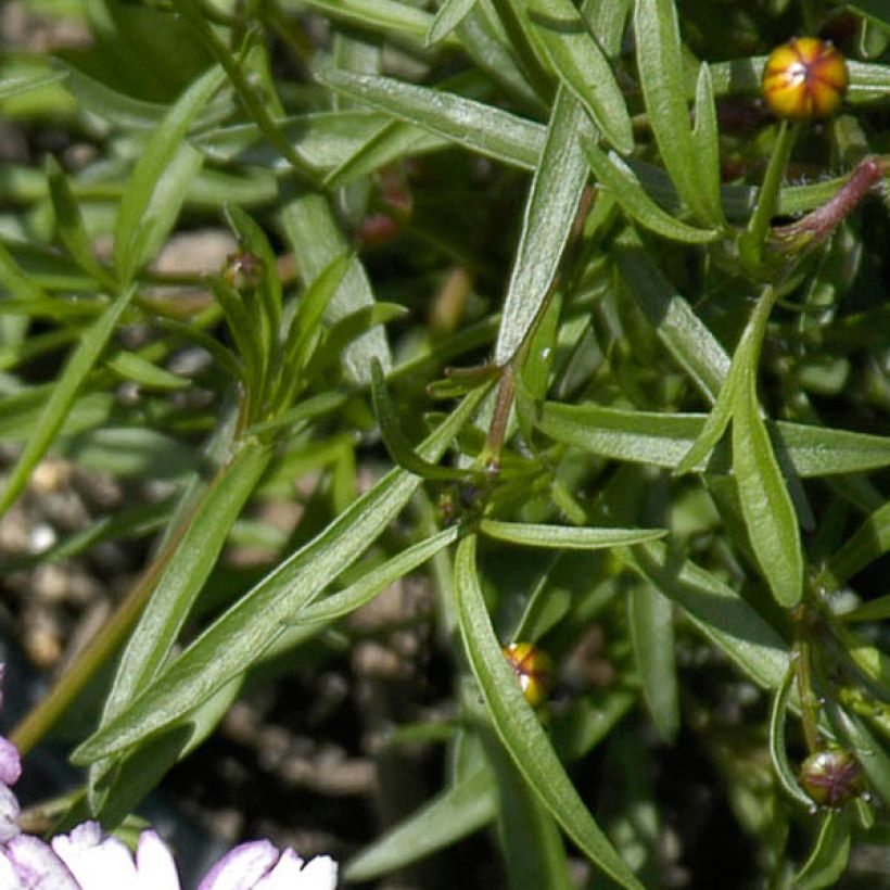 Coreopsis rosea Sweet Dreams (Foliage)