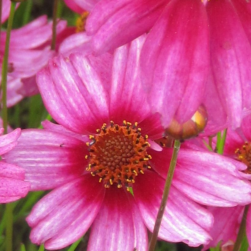 Coreopsis rosea Heavens Gate (Flowering)