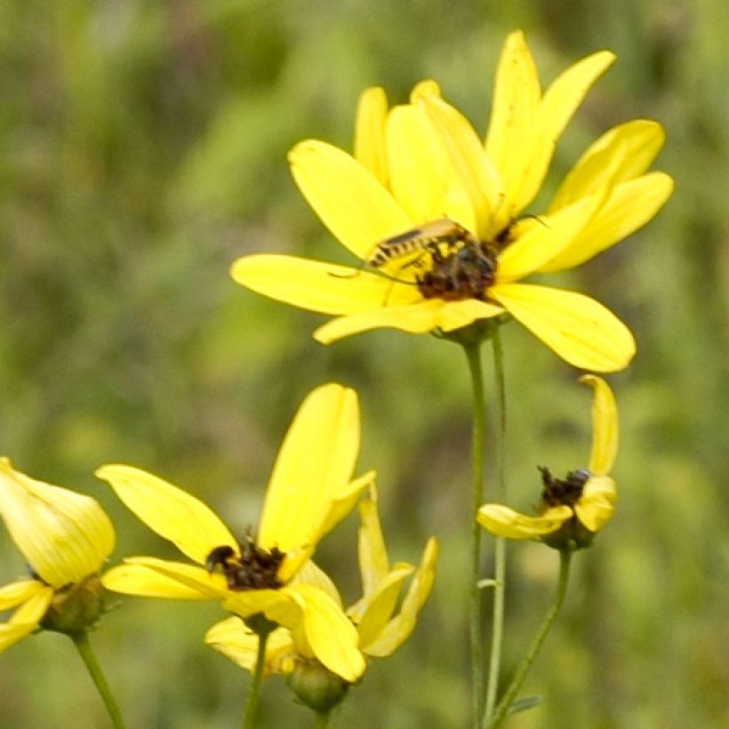 Coreopsis tripteris (Flowering)