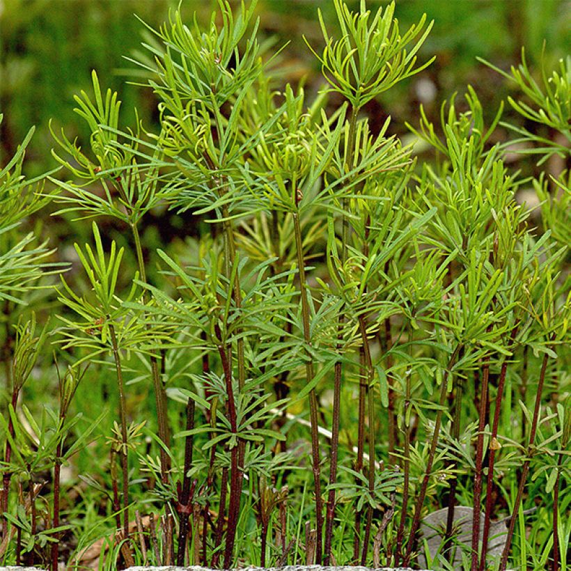 Coreopsis verticillata Bengal Tiger (Foliage)