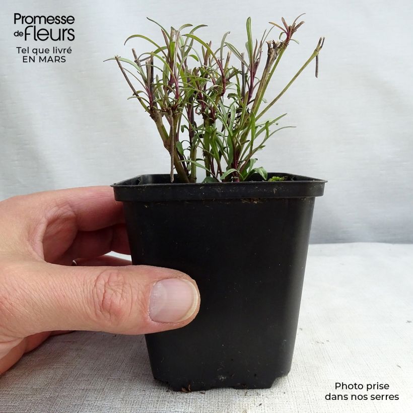Coreopsis verticillata Bengal Tiger 8/9 cm pot sample as delivered in spring