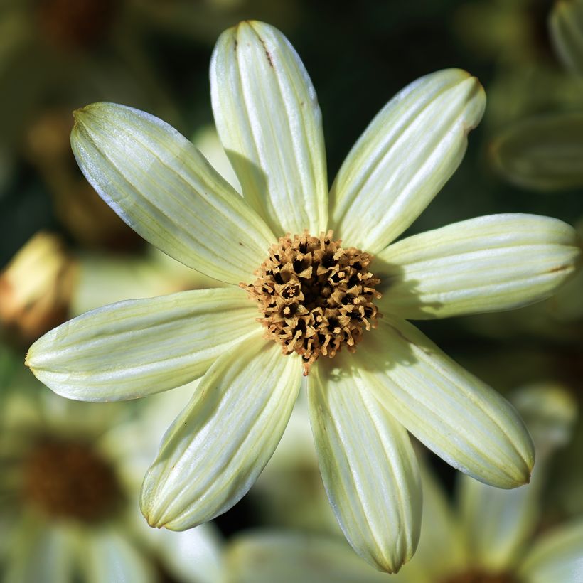 Coreopsis verticillata Moonbeam (Flowering)