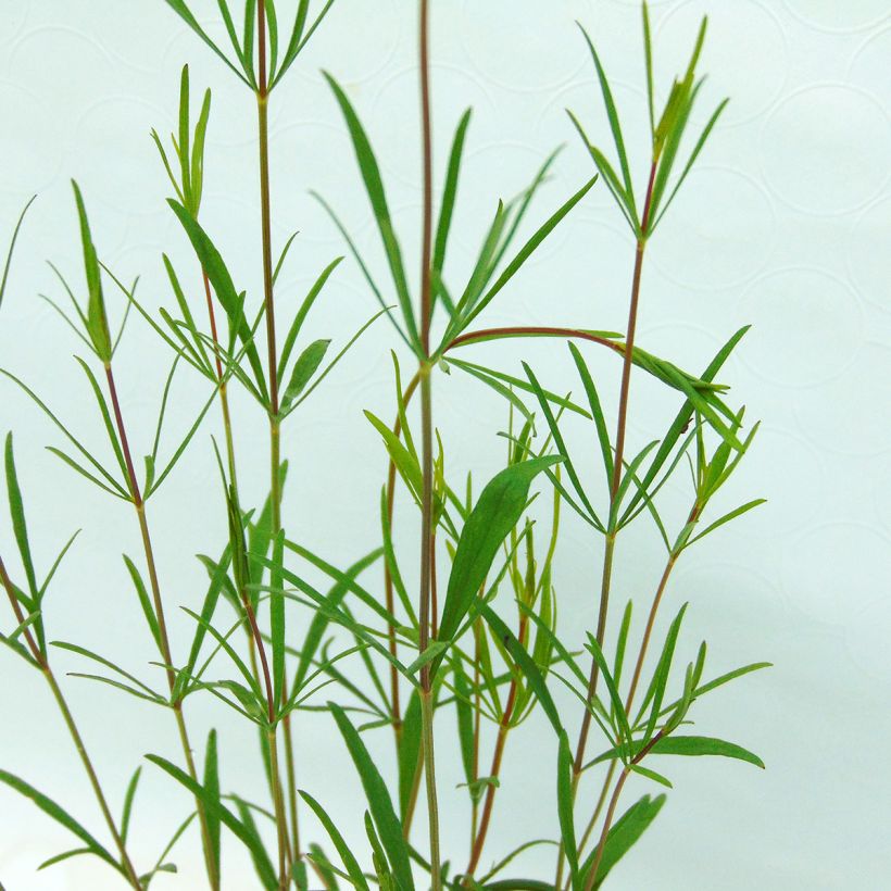 Coreopsis verticillata Moonbeam (Foliage)