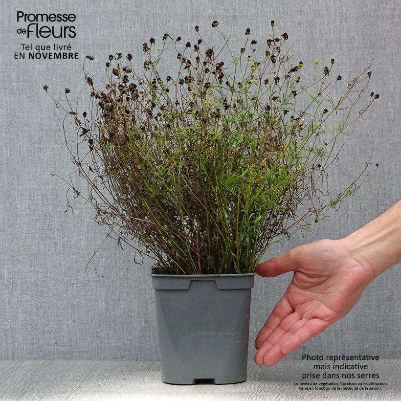 Coreopsis verticillata Moonbeam 2L/3L pot sample as delivered in autumn