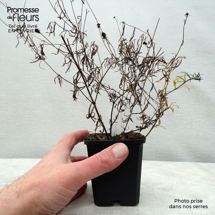 Coreopsis verticillata Moonbeam 7/8 cm pot sample as delivered in winter