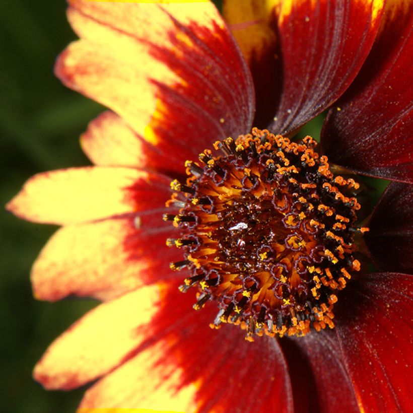 Coreopsis verticillata Route 66 - Tickseed (Flowering)