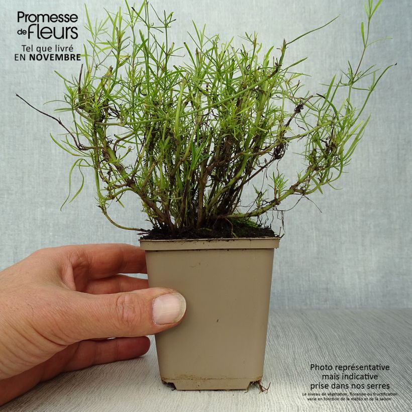 Coreopsis verticillata Route 66 - Tickseed 8/9 cm pot sample as delivered in autumn