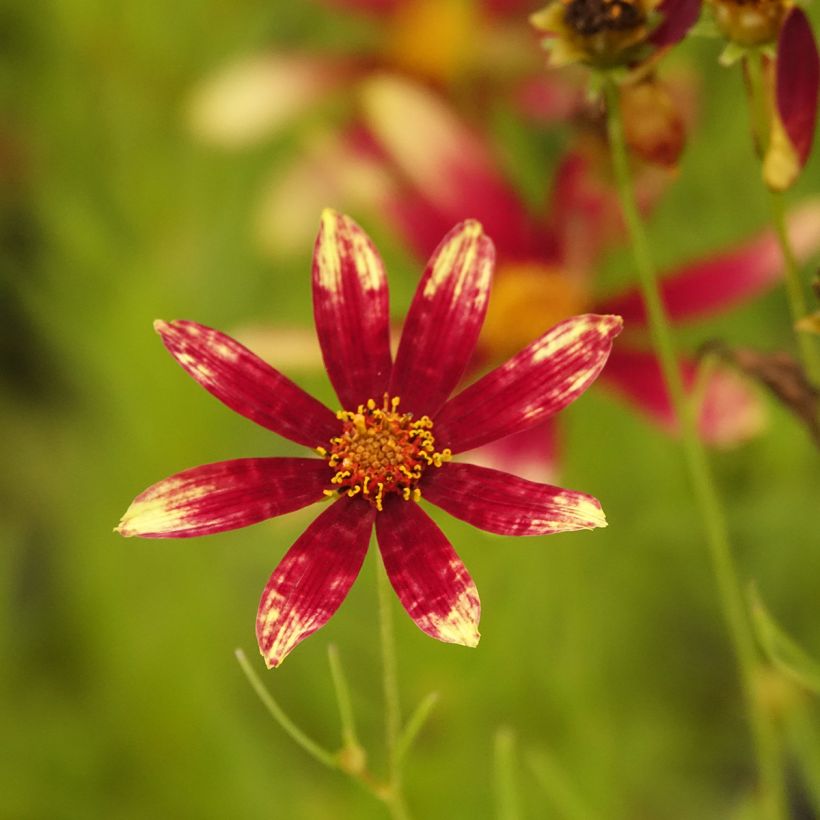 Coreopsis verticillata Route 66 - Tickseed (Flowering)