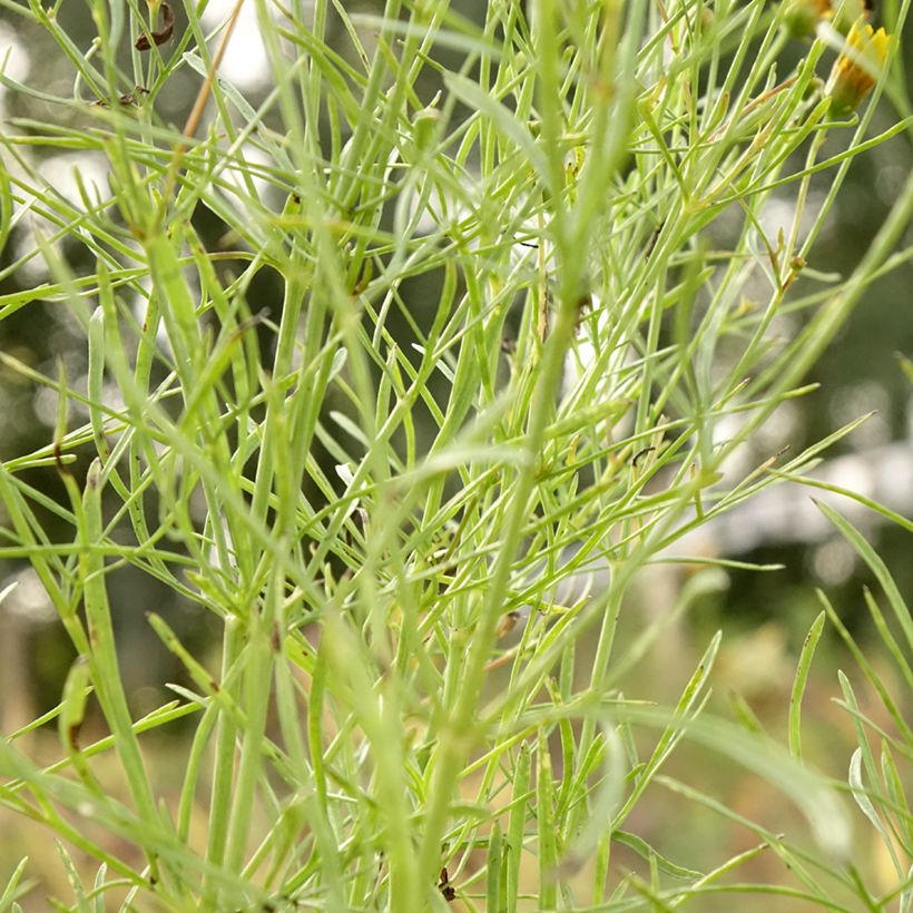 Coreopsis verticillata Curry Up (Foliage)