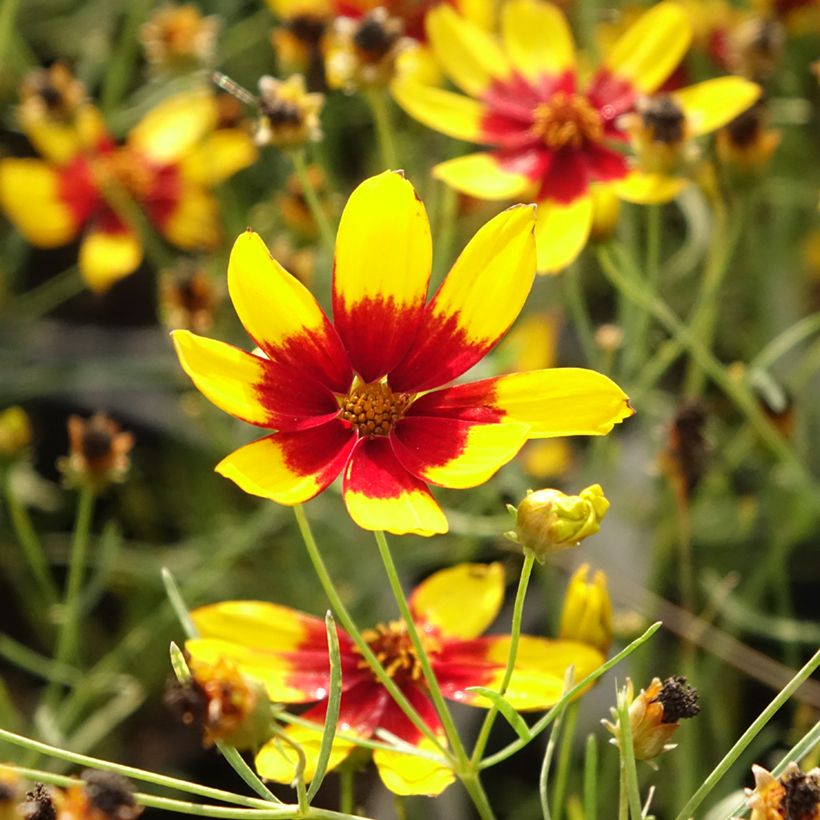 Coreopsis verticillata Curry Up (Flowering)