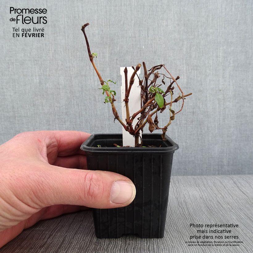 Vietnamese Coriander - Persicaria odorata 8/9 cm pot sample as delivered in winter