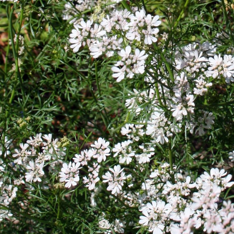 Cultivated coriander plants - Coriandrum sativum (Flowering)