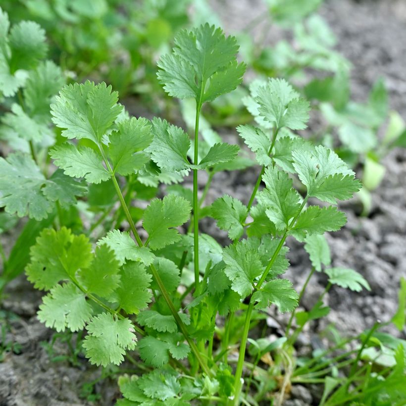 Cultivated Coriander - Coriandrum sativum (Foliage)