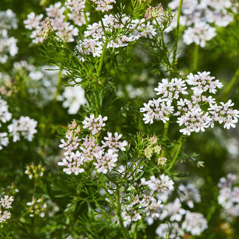 Cultivated Coriander - Coriandrum sativum (Flowering)