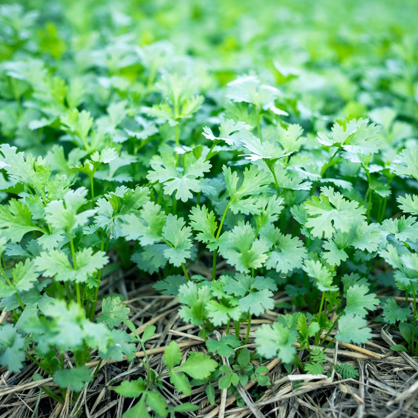 Cultivated Coriander - Coriandrum sativum (Plant habit)