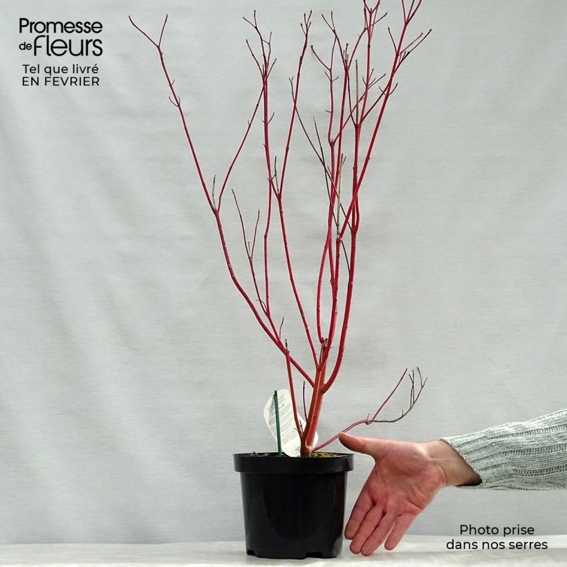 Cornus alba 2L/3L pot sample as delivered in winter
