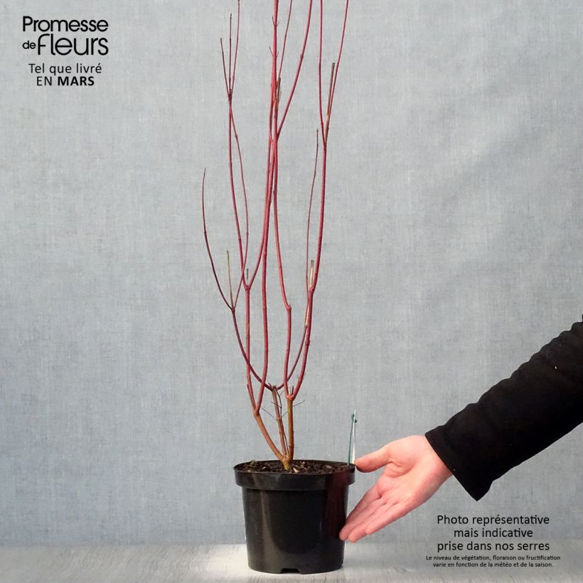 Cornus alba 2L/3L pot sample as delivered in spring