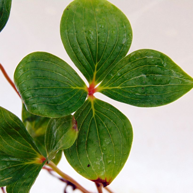 Cornus canadensis - Flowering Dogwood (Foliage)
