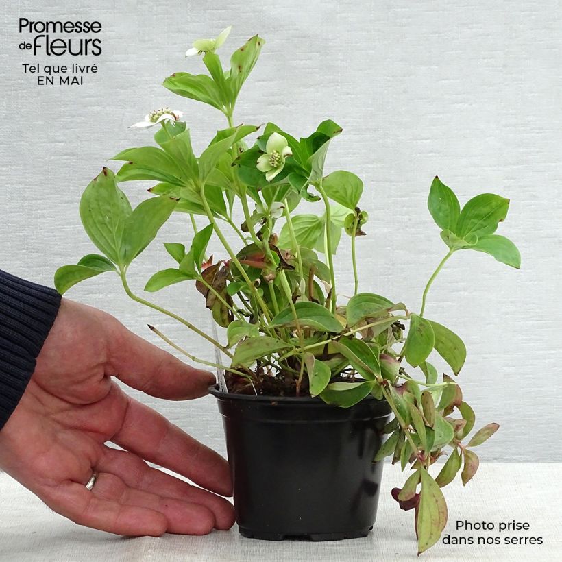 Cornus canadensis - Flowering Dogwood 8/9 cm pot sample as delivered in spring