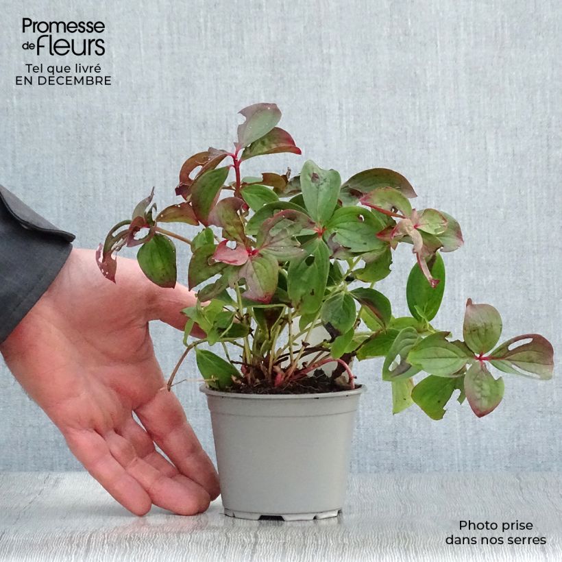 Cornus canadensis - Flowering Dogwood 8/9 cm pot sample as delivered in winter