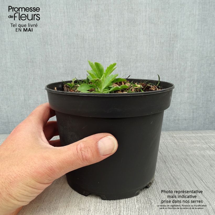 Cornus canadensis - Flowering Dogwood 2L/3L pot sample as delivered in spring