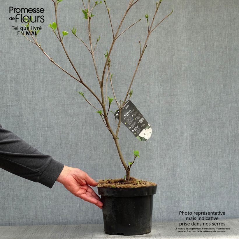Cornus kousa Schmetterling - Flowering Dogwood 4L/5L pot sample as delivered in spring