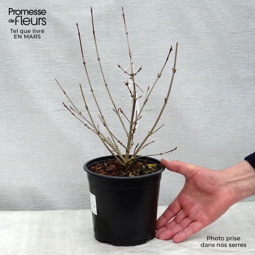 Cornus kousa - Flowering Dogwood 2L/3L pot sample as delivered in winter