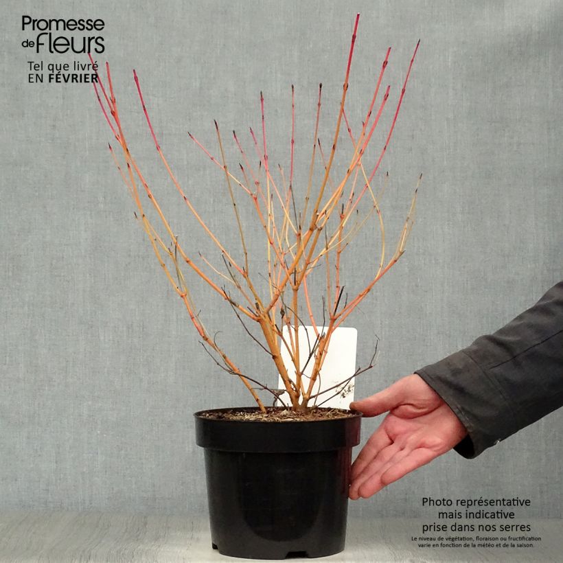Cornus sanguinea Annys Winter Orange - Common Dogwood 2L/3L pot sample as delivered in winter