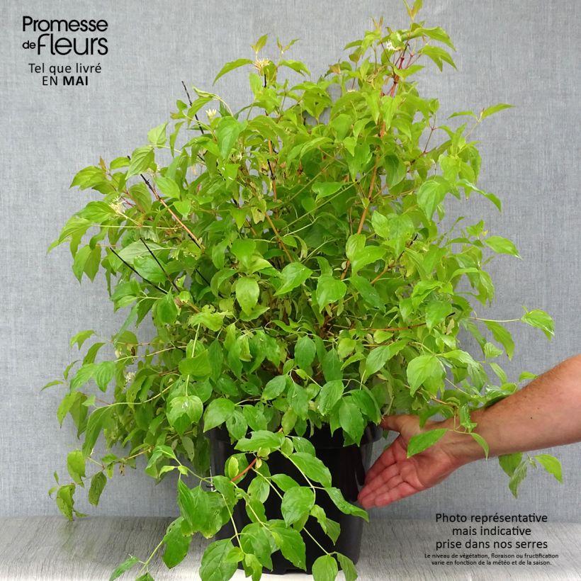 Cornus sanguinea Annys Winter Orange - Common Dogwood 7.5L/10L pot sample as delivered in spring