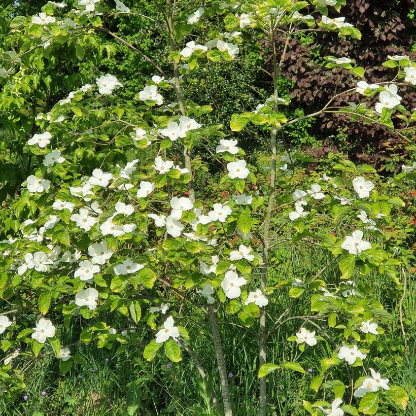 Cornus nuttalii Eddies White Wonder - Flowering Dogwood (Plant habit)