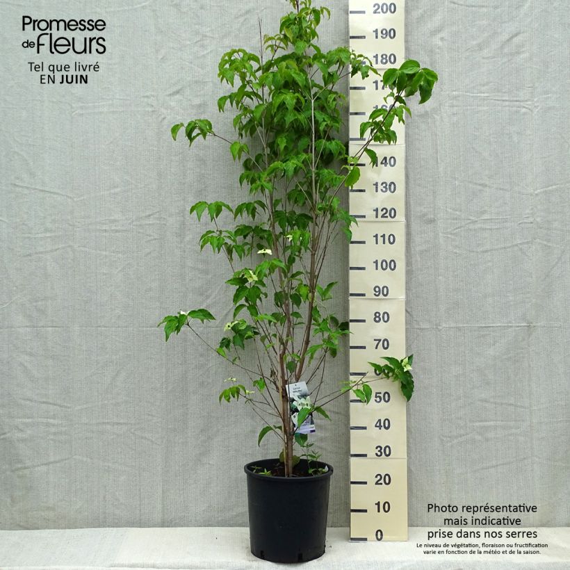 Cornus kousa Milky Way - Flowering Dogwood 18L/20L pot sample as delivered in spring
