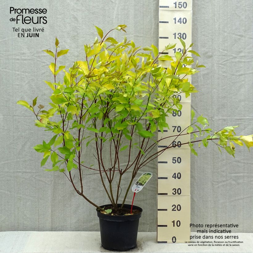 Cornus alba Aurea - White Dogwood 7.5L/10L pot sample as delivered in spring
