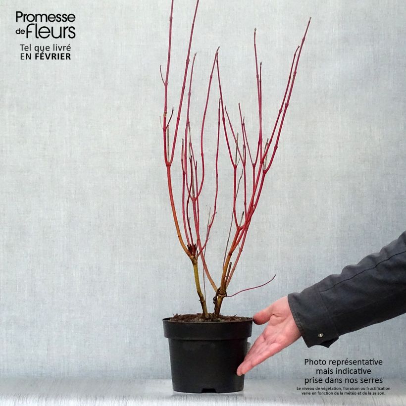 Cornus alba Aurea - White Dogwood 2L/3L pot sample as delivered in winter
