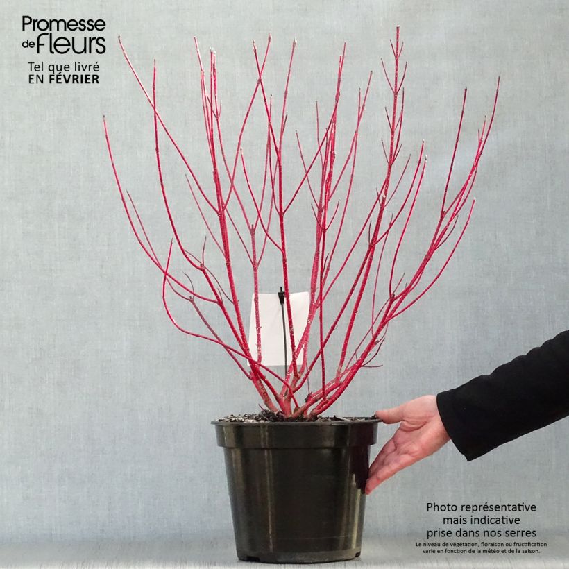 Cornus alba Baton Rouge - Red Dogwood 4L/5L pot sample as delivered in winter