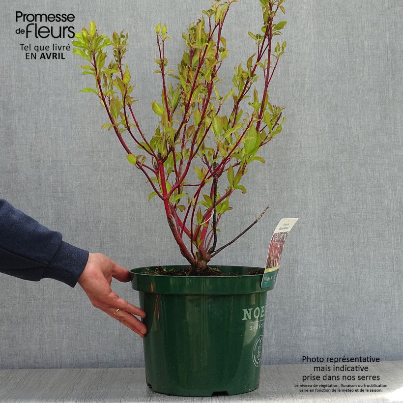 Cornus alba Baton Rouge - Red Dogwood 4L/5L pot sample as delivered in spring