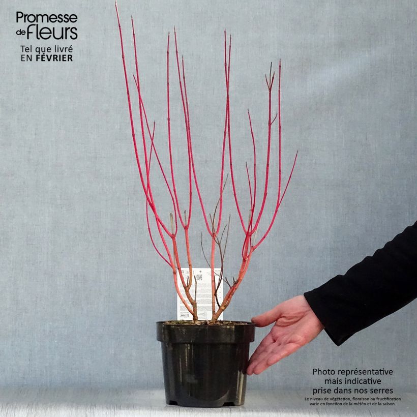 Cornus alba Baton Rouge - Red Dogwood 2L/3L pot sample as delivered in winter