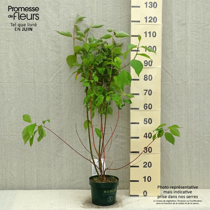 Cornus alba Baton Rouge - Red Dogwood 2L/3L pot sample as delivered in spring