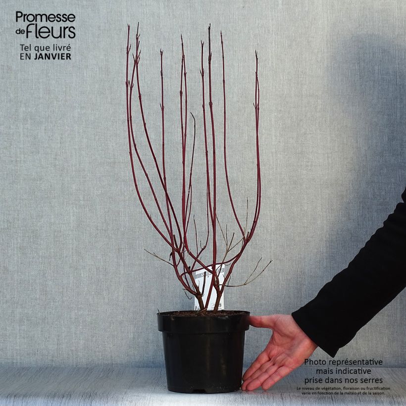 Cornus alba Cream Cracker - White Dogwood 2L/3L pot sample as delivered in winter