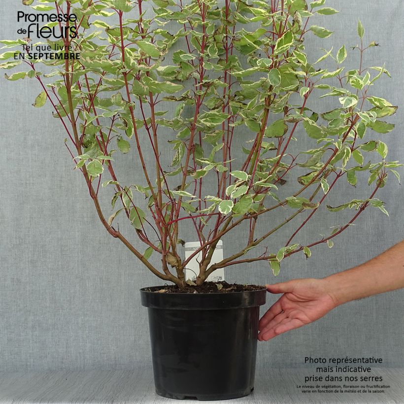 Cornus alba Cream Cracker - White Dogwood 7.5L/10L pot sample as delivered in autumn
