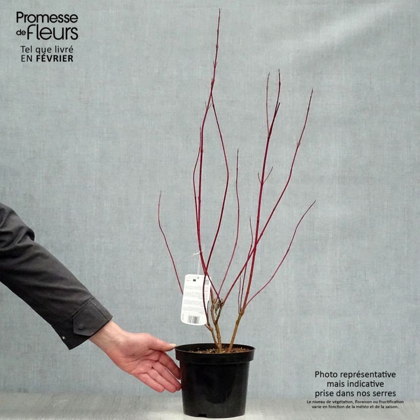 Cornus alba Elegantissima - White Dogwood 2L/3L pot sample as delivered in winter