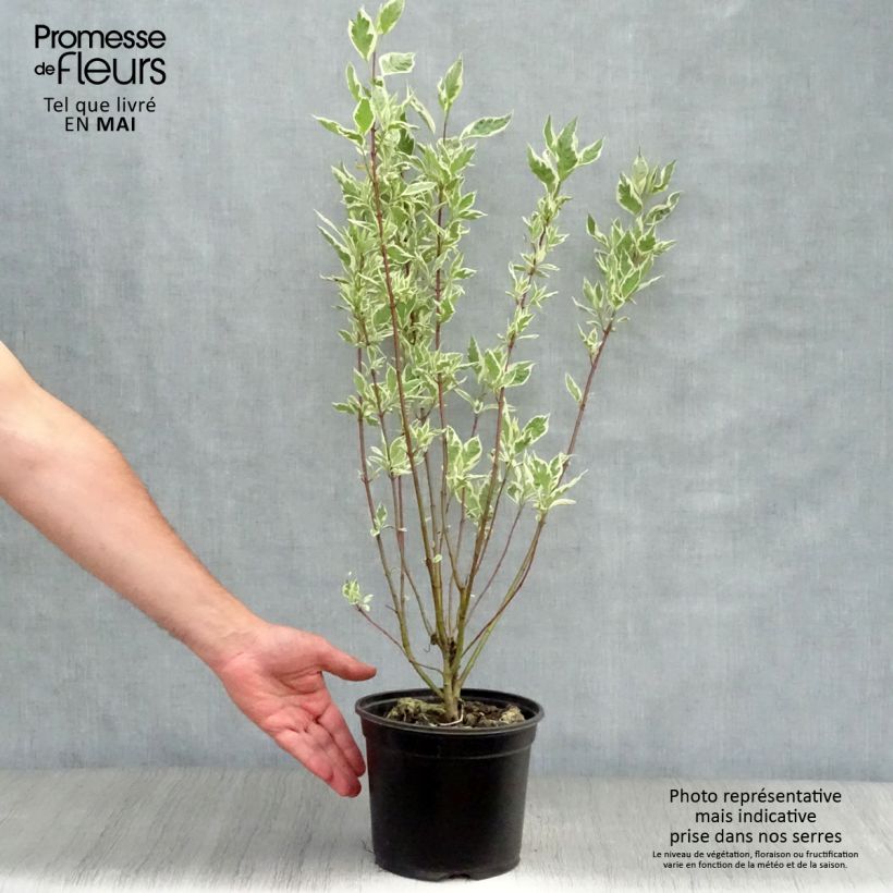 Cornus alba Elegantissima - White Dogwood 2L/3L pot sample as delivered in spring