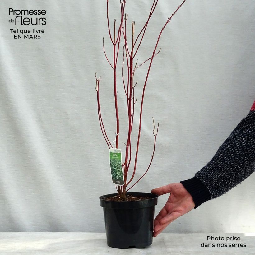 Cornus alba Elegantissima - White Dogwood 7.5L/10L pot sample as delivered in spring
